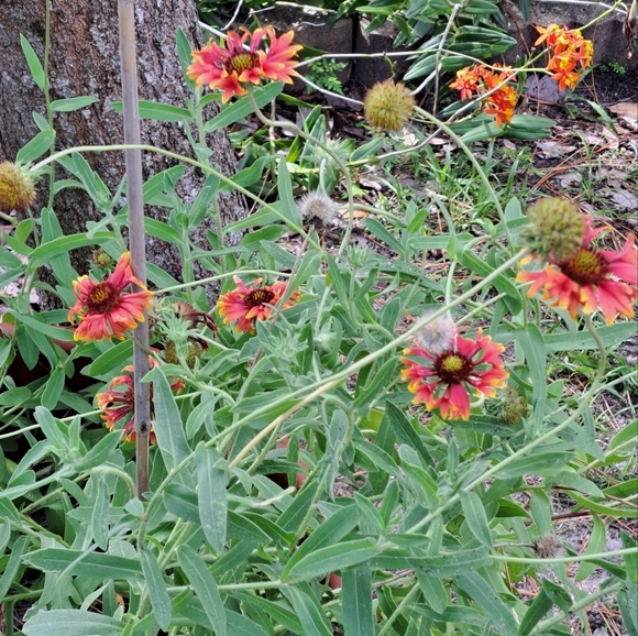 FREE GIFT Seeds with Purchase! - Picture 8 of 11